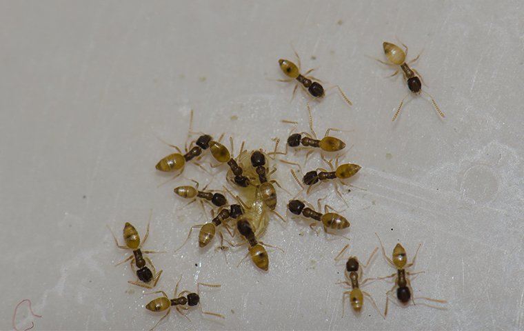 dozens of ants on a kitchen floor