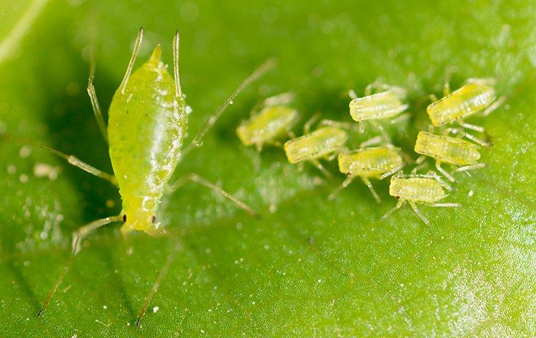 a group of aphids gathered on a leaf