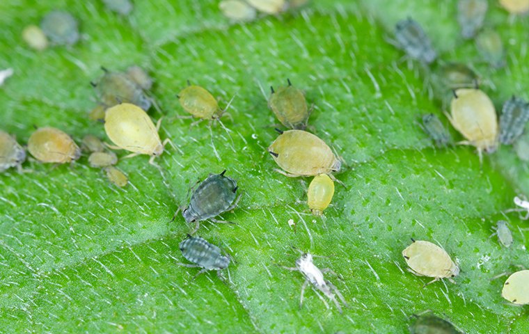 many aphids crawling on a plant leaf