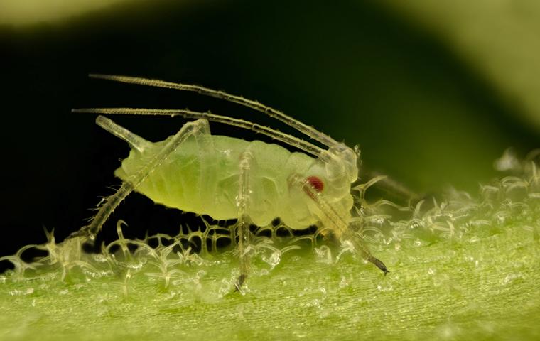 an aphid on a plant in a yard