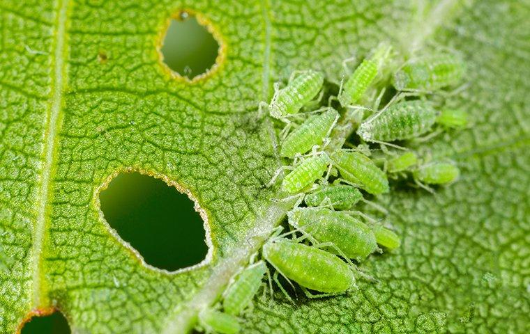 many aphids eating a plant leaf