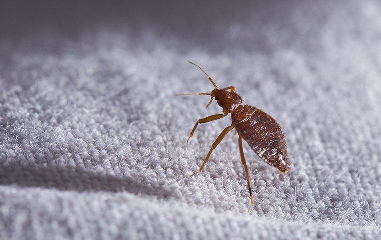 a bed bug crawling on a bed sheet