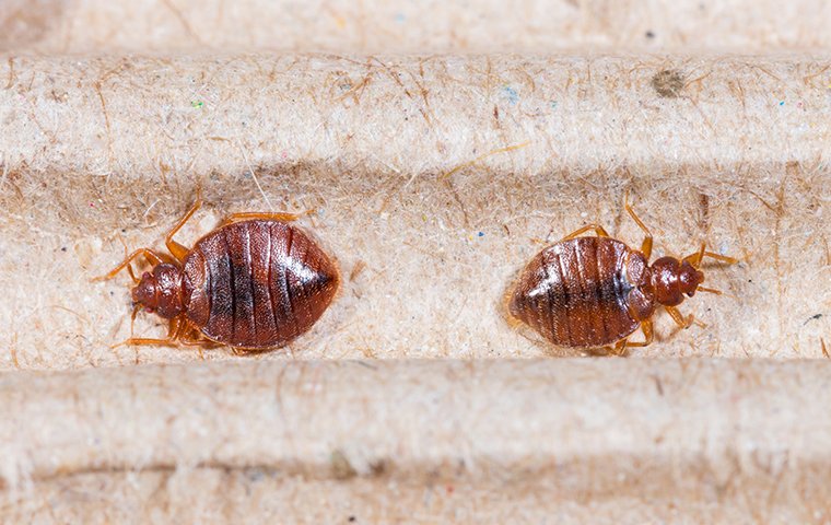 a bed bug crawling on a mattress