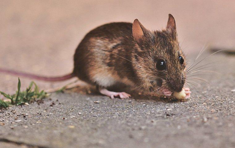 A mouse eating scraps.