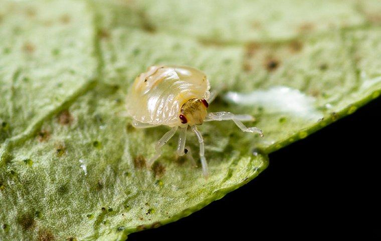 an aphid on a leaf