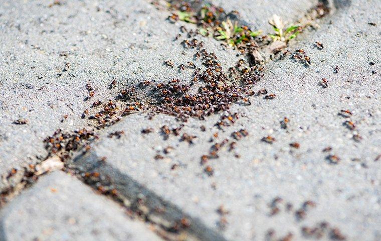 an ant infestation on a side walk