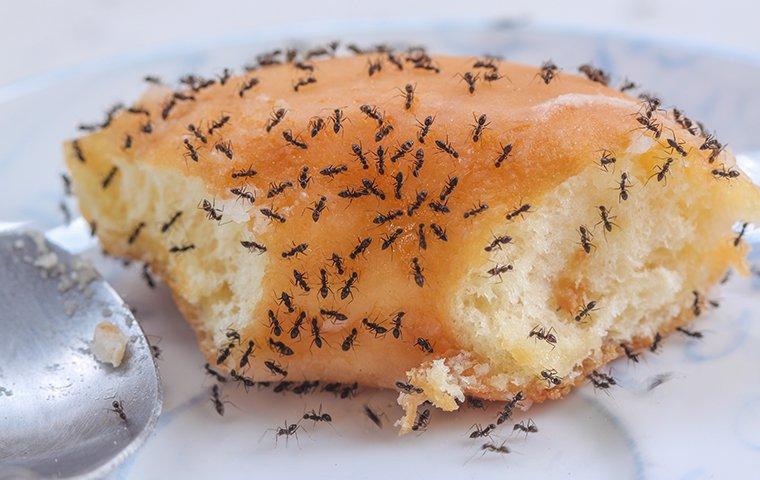 ants eating a donut