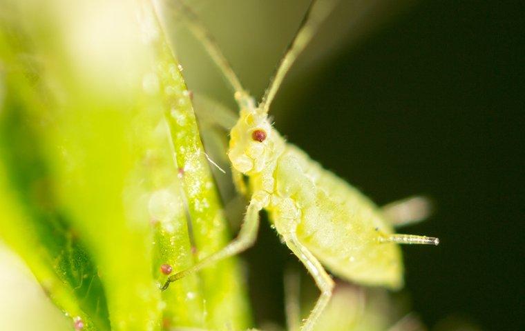 an aphid crawling on leaves in a garden
