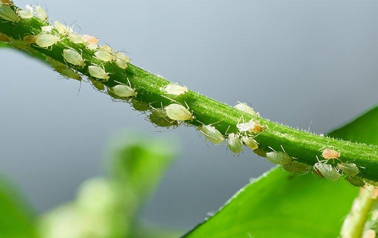 aphids crawling on plants in a garden