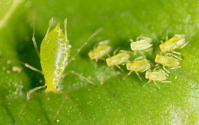 a phids on a green leaf of a house plant