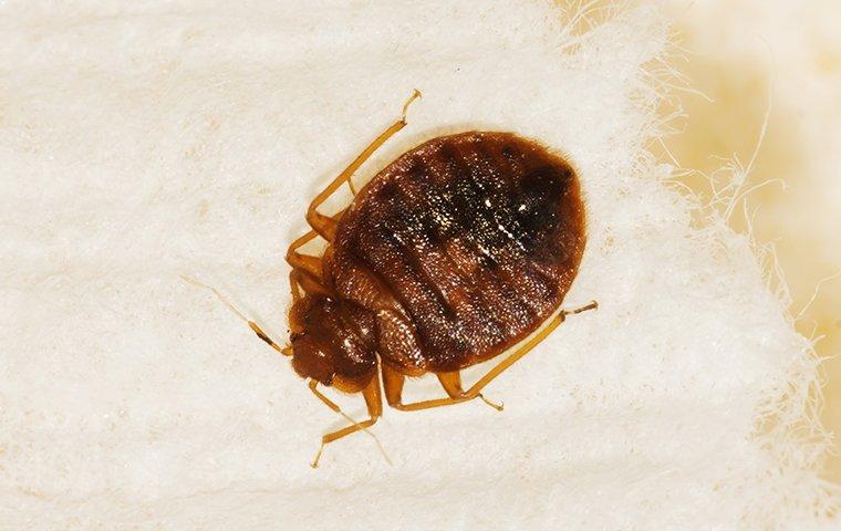 Blog - Is It Bed Bugs In My Folsom Home?