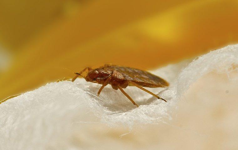 a bed bug on white linens