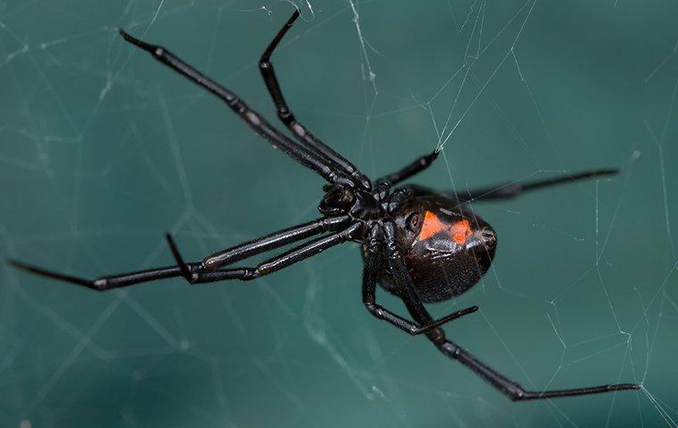 a black widow spider on her web
