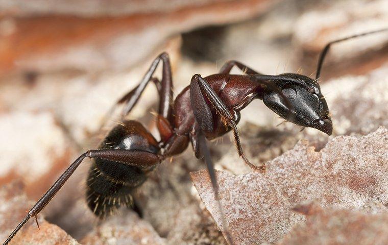 a carpenter ant crawling on a wood nest