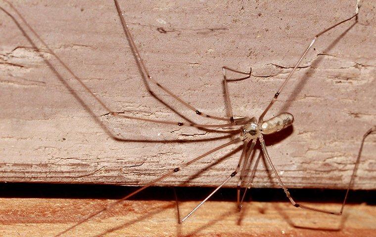 a cellar spider crawling in a basement