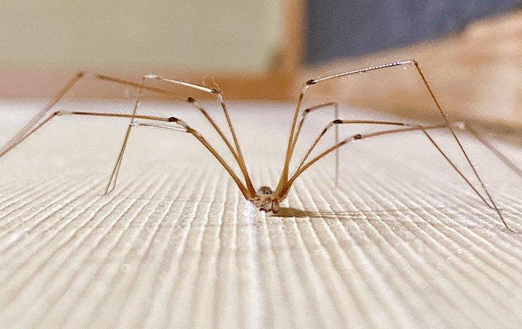 a cellar spider crawling on a living roon floor