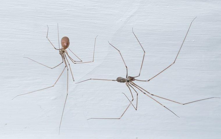 cellar spiders hanging on a ceiling
