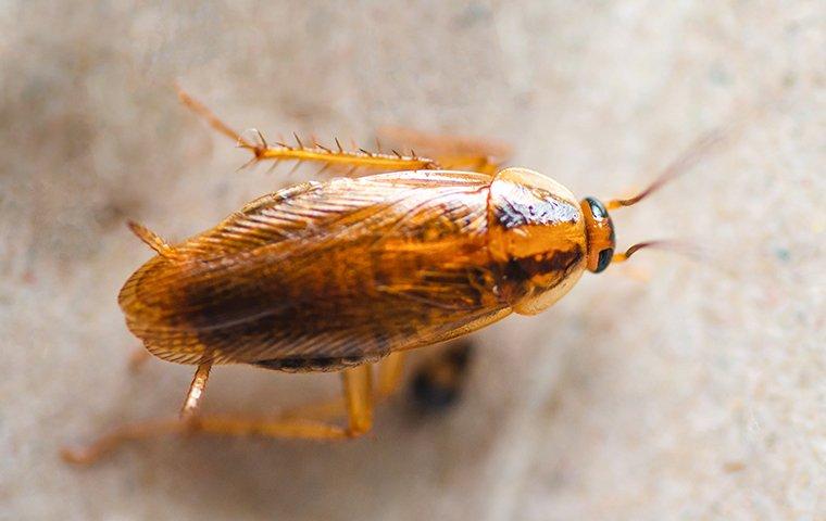 up close image of a cockroach crawling on a kitchen floor