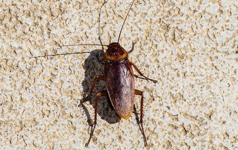 a cockroach on a patio