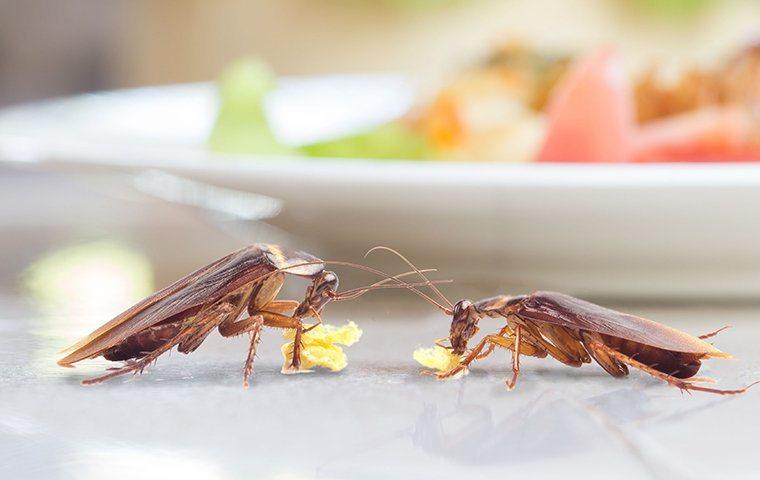 two cockroaches eating food on a table