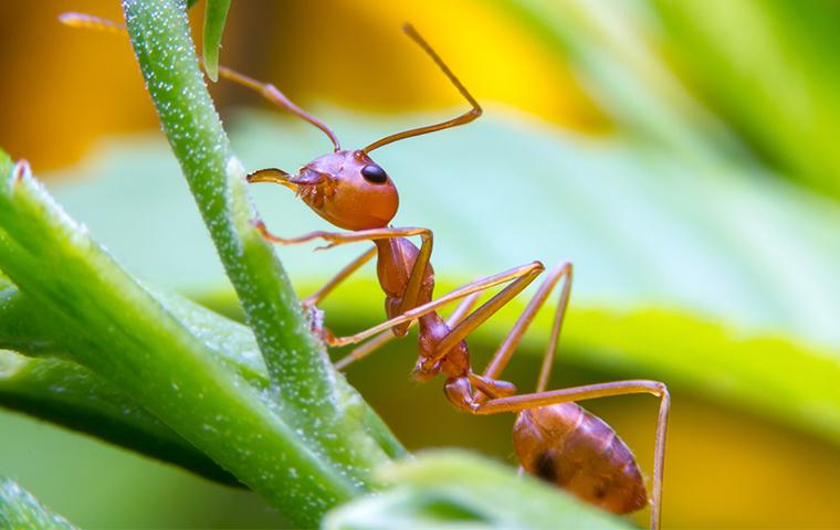 fire ant on a plant stem