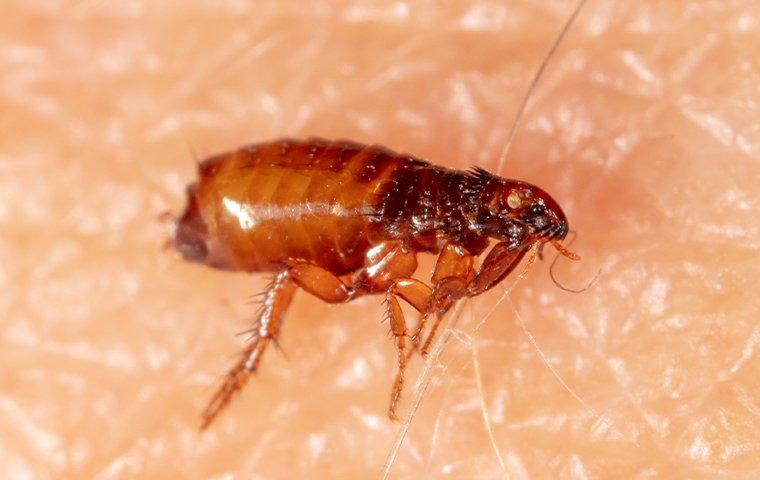 a flea biting human skin