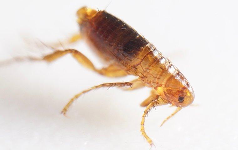 flea on white surface