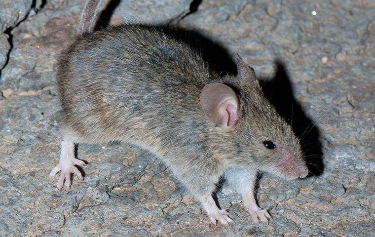 a house mouse crawling on a basement floor