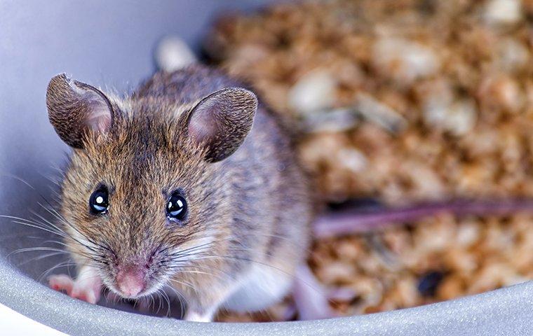 a mouse in a bow of cereal