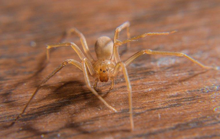 house spider on table