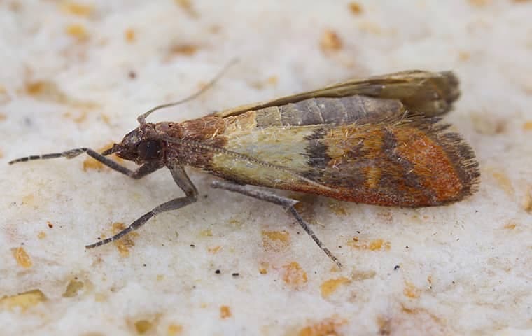 Pantry moths can contaminate stored food items.