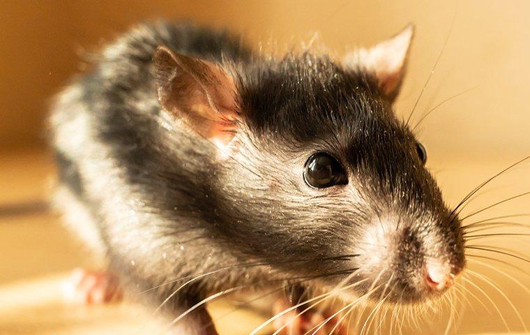 a rat on wooden floor
