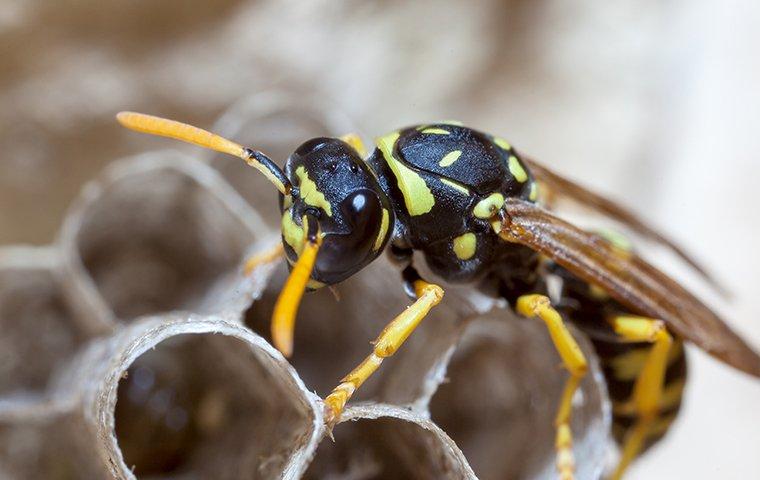 paper wasp crawling on its nest
