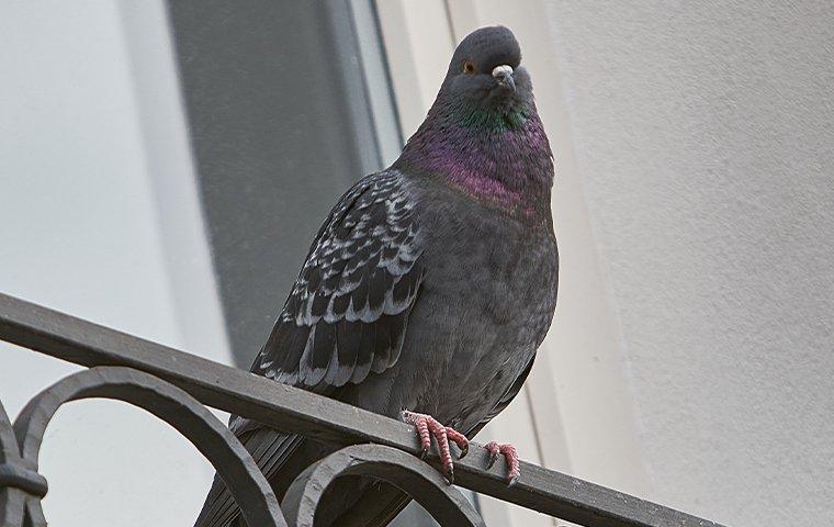 a pigeon perched on a balcony of a home