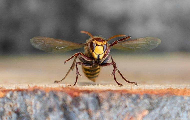 wasp flying in a backyard