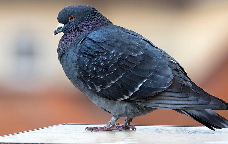 pigeon resting on ledge