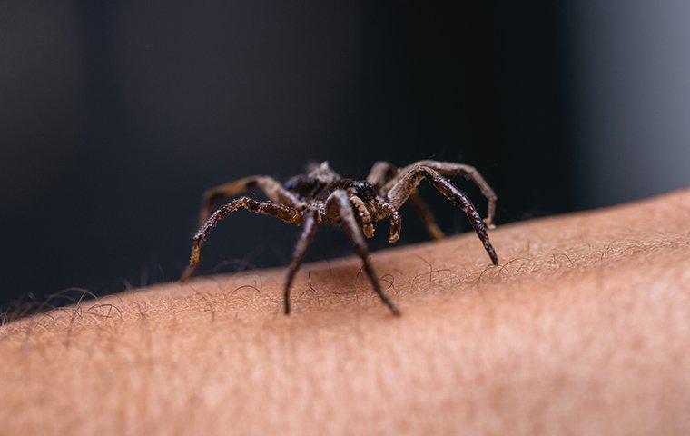 spider crawling on skin