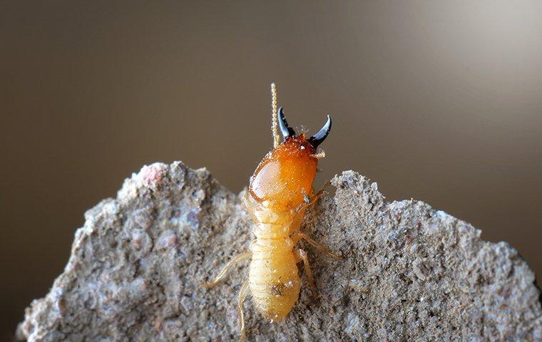 up close image of a termite crawling over a nest