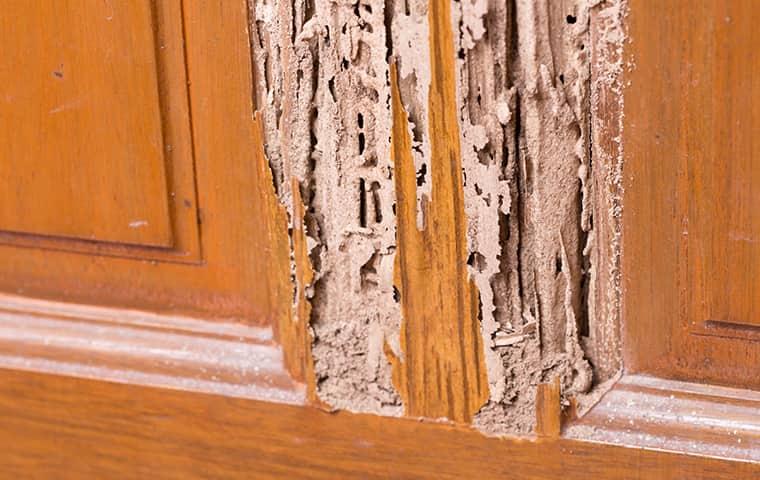 a door with termite damage on it