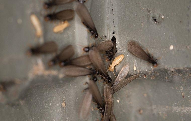 a swarm of termites crawling out of a wall