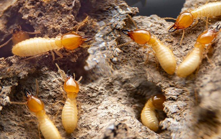 a swarm of termites eating wooden structure