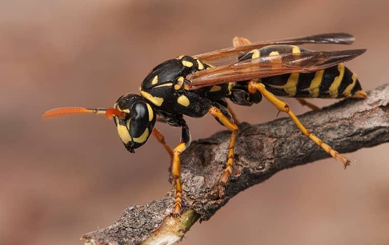 wasp on a limb
