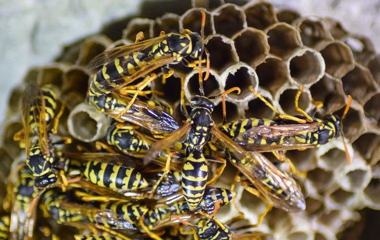 wasps on nest