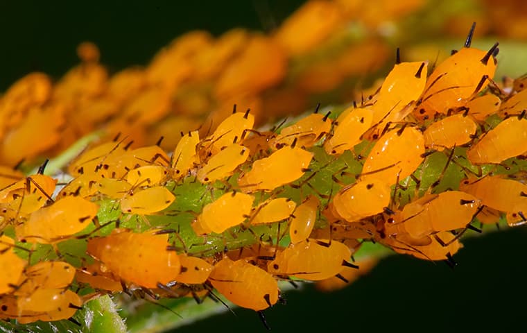 yellow flock of aphids