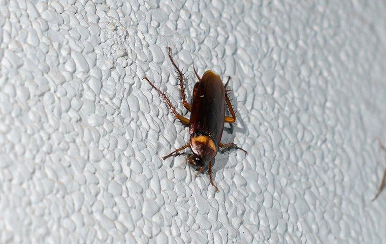 a cockroach crawling on a bathroom floor