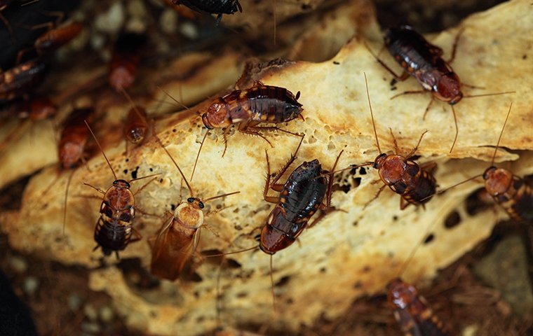 dozens of cockroaches crawling on bread