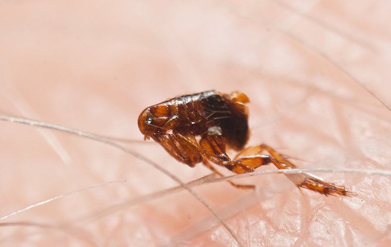 a flea crawling on a persons leg