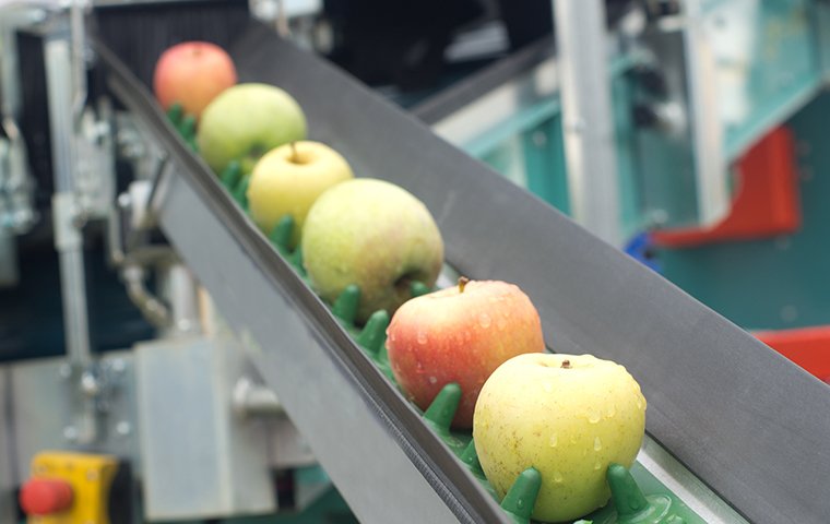 apples on a conveyor in a food processing facility
