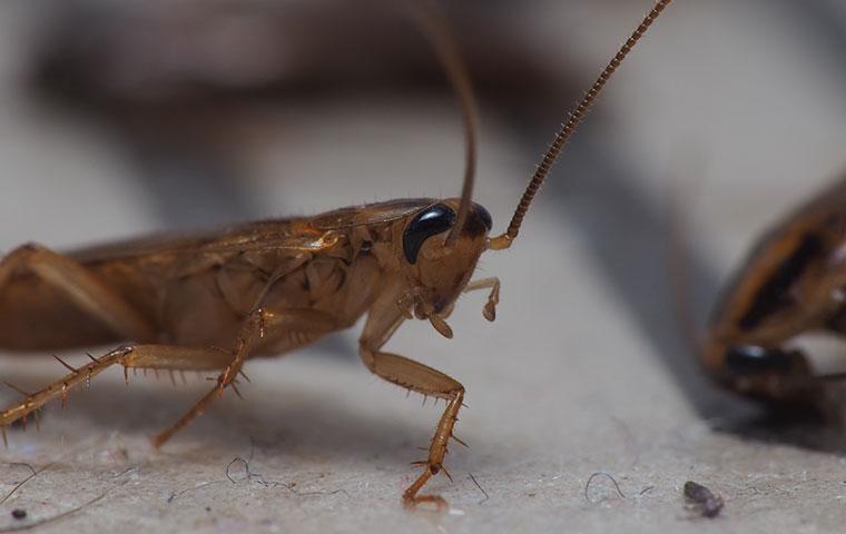 cockroach on countertop