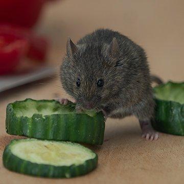 a rat eating a cucumber